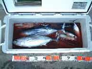 カツオ　2001.6.3