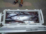 カツオ　2001.6.10