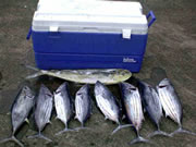 カツオ（３キロ～４キロ）とシイラ　